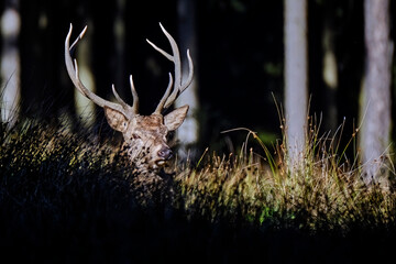 Rothirsch ( Cervus elaphus ). © Michael