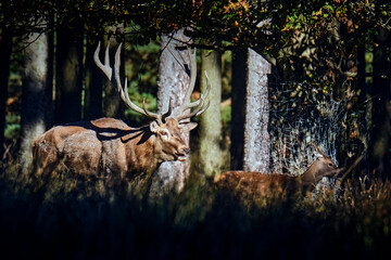 Rothirsch ( Cervus elaphus ). © Michael