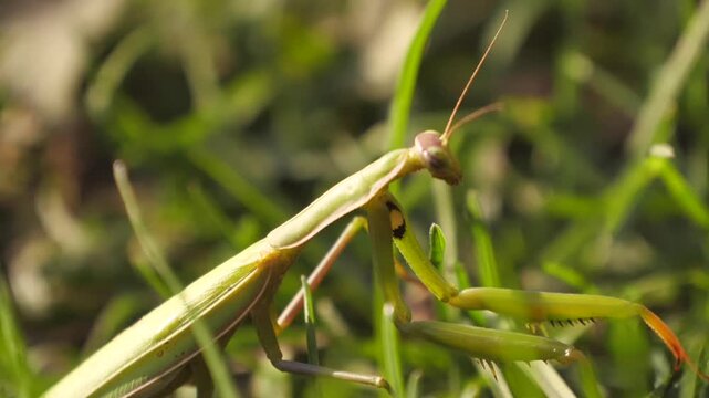 praying mantis on the grass