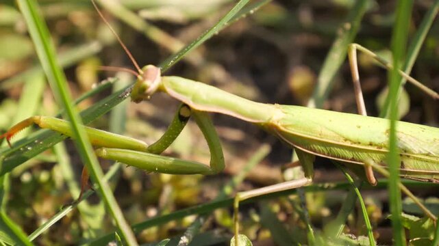 praying mantis on the grass