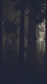 A forest with tall trees stands in low light. Fog covers the ground and the trees. It is early morning and the atmosphere is quiet and still.