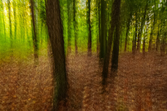 518-12 Forest Pointilism