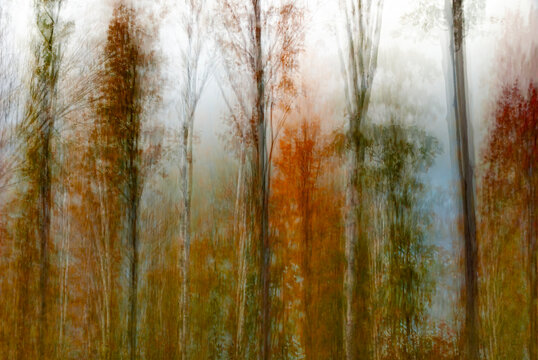 518-18 Forest Mist Abstract