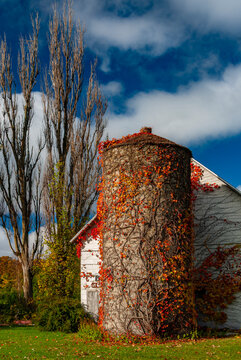 518-59 Vine Silo