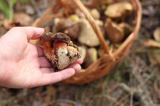 A woman's hand holds a freshly picked white mushroom against the background of a blurred basket with forest mushrooms. The concept of mushroom picking, autumn harvest, environmentally friendly food