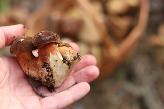 A woman's hand holds a freshly picked white mushroom against the background of a blurred basket with forest mushrooms. The concept of mushroom picking, autumn harvest, environmentally friendly food