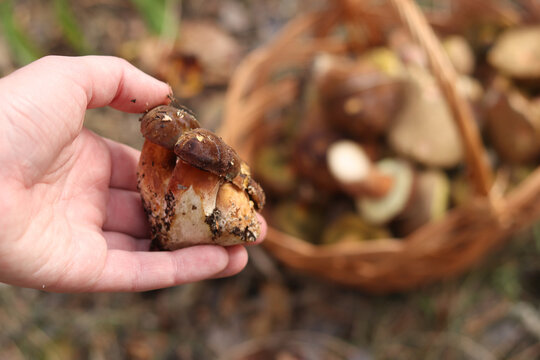 A woman's hand holds a freshly picked white mushroom against the background of a blurred basket with forest mushrooms. The concept of mushroom picking, autumn harvest, environmentally friendly food