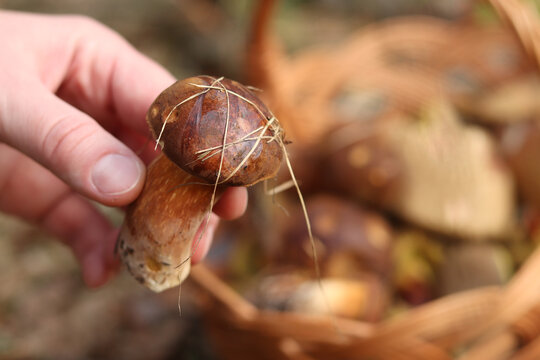 Autumn mushroom picking in forest. Fresh forest mushroom in woman's hand close-up. Organic ingredients for cooking. Mushroom picker demonstrates sturdy Polish mushroom found in forest