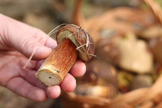 Mushroom picker holds fresh Polish mushroom in hand close-up. Freshly picked forest mushroom against wicker basket background in autumn. Autumn mushroom picking in forest. Quiet hunt