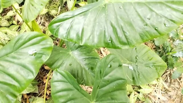 Beautiful close up view of a vibrant green giant taro leaf growing naturally in a rural village botanical garden under bright outdoor daylight
