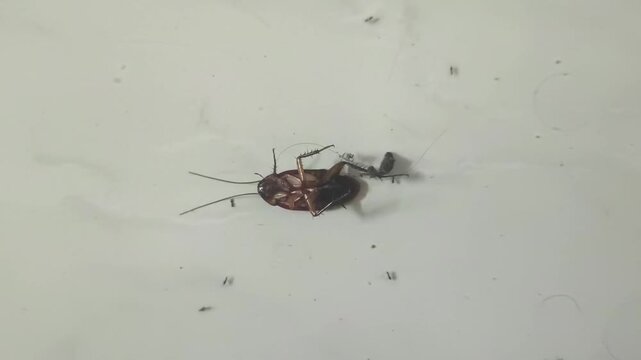 High angle macro shot of black ants swarming around and dragging a dead cockroach upside down across a white floor surface.