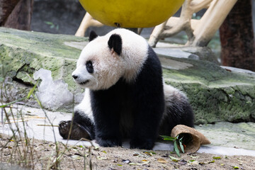 A giant panda, Yu Ai, sits comfortably against a rocky ledge in its enclosure, holding and nibbling on a carrot stick. © foreverhappy