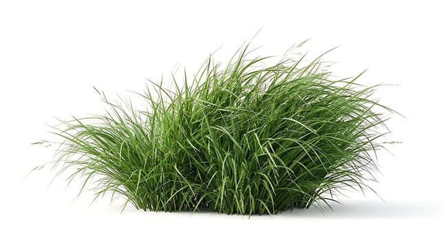 Lush green ornamental grass tuft with dense fine foliage isolated on white background for landscape design compositing