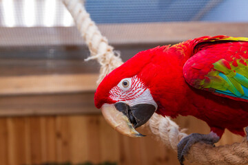 Red scarlet macaw parrot perching on a thick rope branch. Pets © Four_Lakes