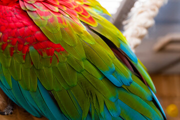 Abstract close up background of green and blue macaw wing feathers. Pets © Four_Lakes