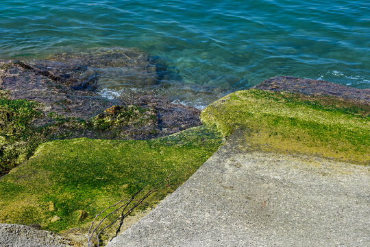 Green algae on rocks along the Adriatic coast in Giovinazzo, Puglia, Italy