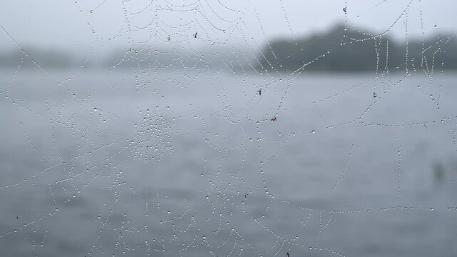 Spider web with morning dew drops on a foggy lake