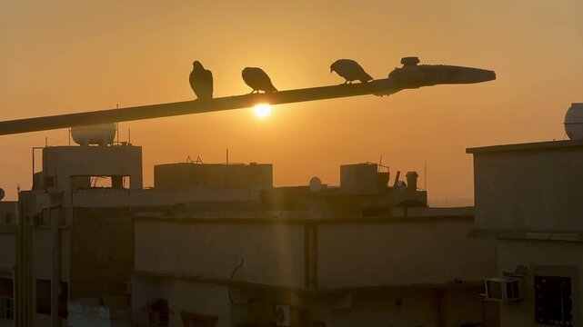 Golden Hour View of Pigeons Silhouetted on Pole Over Low Horizon   