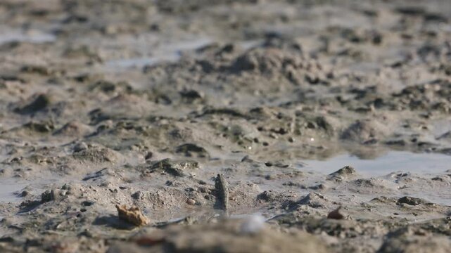 The mudskipper or Oxudercinae mud jumper, sitting in a puddle on on Qeshm Island, Iran, in the Persian Gulf, is an amazing amphibious fish that is able to move on land and breathe the atmospheric air.