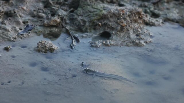 The mudskipper or Oxudercinae mud jumper, sitting in a puddle on on Qeshm Island, Iran, in the Persian Gulf, is an amazing amphibious fish that is able to move on land and breathe the atmospheric air.