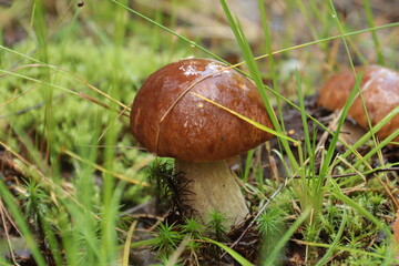porcini mushroom in a summer forest © алексей семиколенных
