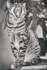 Meowing cat © Ashley