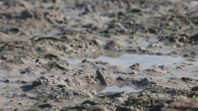 The mudskipper or Oxudercinae mud jumper, sitting in a puddle on on Qeshm Island, Iran, in the Persian Gulf, is an amazing amphibious fish that is able to move on land and breathe the atmospheric air.