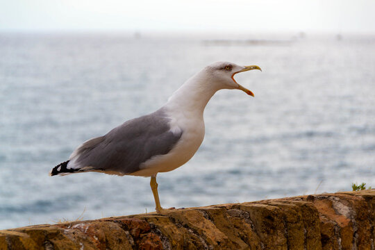 Side Profile of Seagull Calling with Open Beak by Sea