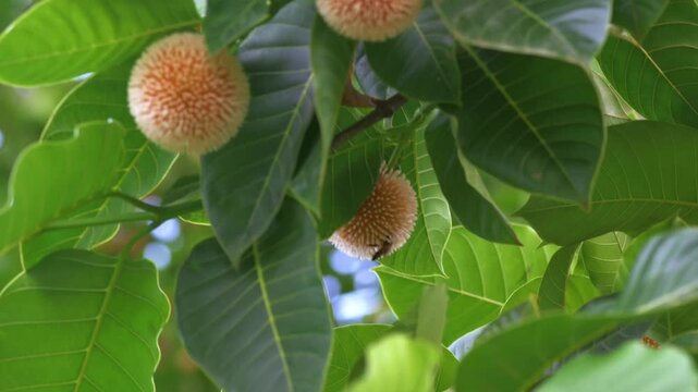  Kadamba Tree flower (Neolamarckia cadamba) which have spherical orange and white appearance hanging on the tree with its leaves and honey bee visiting it.