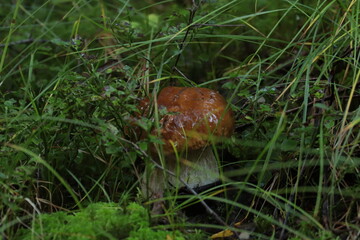 A porcini mushroom in the green grass on a summer day after the rain. © алексей семиколенных