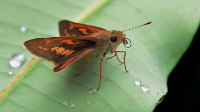 Macro close-up of a Skipper butterfly on a green leaf. The detailed footage highlights the insect extending and coiling its long, straw-like proboscis.
