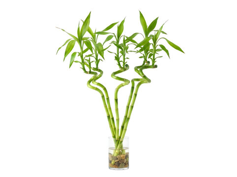 Isolated bamboo plant with curved stems in clear glass container for