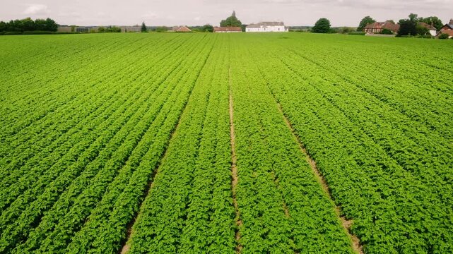 Rows of Potato plants fields in farmland countryside 