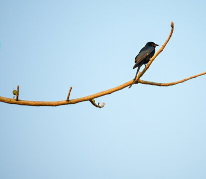 Wild Black Bird Perched on Tree Branch Stock Photograph