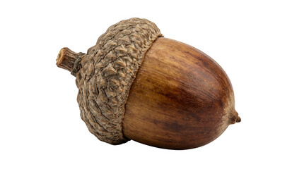 Single brown acorn nut from an oak tree isolated on transparent background © Designer