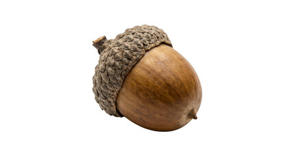 Single brown oak acorn nut with textured cap on display isolated on transparent background © Designer