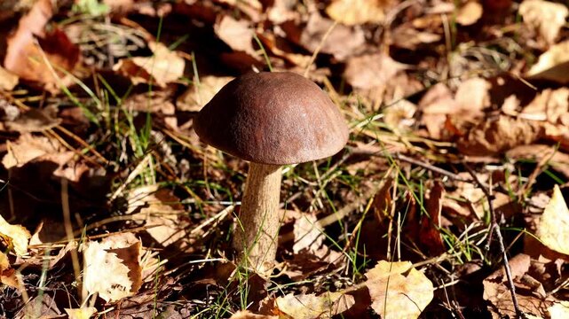 Wild forest mushroom grows peacefully surrounded by dry yellow autumn foliage in woodland ground setting with soft natural illumination highlighting organic edible fungus details