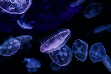 Luminescent Blue Jellyfish Floating in Dark Ocean Water © VuVan