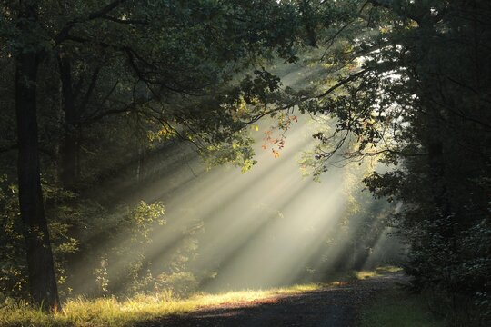 Forest path on a sunny, foggy morning in early autumn, Poland.
