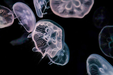 Glowing Moon Jellyfish Swimming in Dark Water © VuVan
