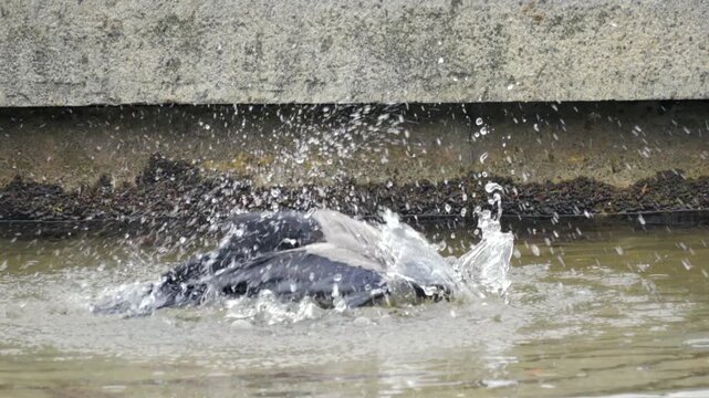 Slow motion of crow plunges into murky water, causing splashes. It swims through shallow, rippling pond. Animal appears to seek relief or coolness. Natural scene, peaceful, unbothered wildlife