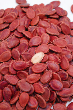 Close-Up of Glossy Red Seeds with One Split Pale Seed