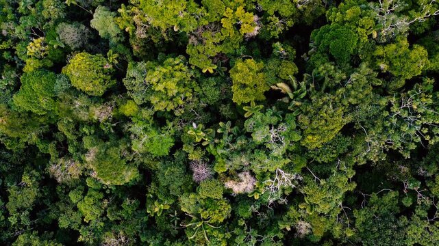 Drone footage looks across dense tropical rainforest in Ecuador&rsquo;s Oriente, where a green canopy covers rolling hills and distant ridges fade into bright, hazy daylight. The wide aerial view reveals la