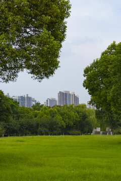 Green Park Lawn with Trees Framing Modern City Skyline in Summer