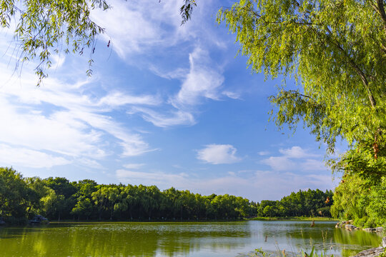 Peaceful Lake Landscape with Willow Trees and Blue Sky in Summer