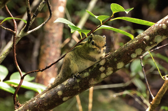 Tree shrew perched on a lichen-covered branch in a forest