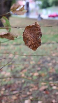 Dry autumn leaf swaying gently in the wind