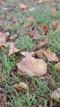 Autumn dry leaves lying on green grass
