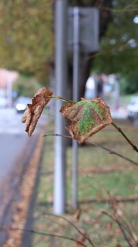 Last autumn leaves swaying in the wind