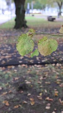 Autumn linden leaves swaying in a city park